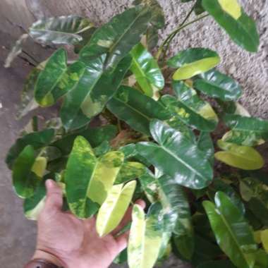 philodendron burle marx variegata (indukan)