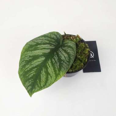 Monstera Dubia / Tanaman Hias / Indoor Plant 1 daun