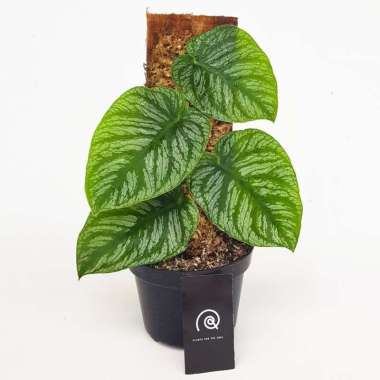 Monstera Dubia / Tanaman Hias / Indoor Plant 3 daun