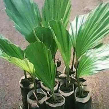 bibit pohon aren genjah super- bibit aren kutim