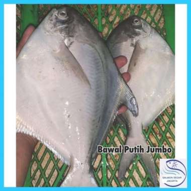 Ikan Bawal Putih Besar 1kg - Bawal Laut Segar