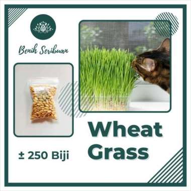250 Benih Wheatgrass Kucing Bibit Microgreen Tanaman Rumput WHEATGRASS