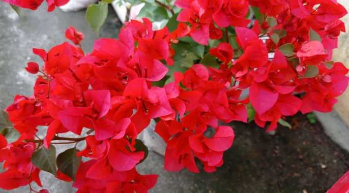 Bunga Kertas bugenvil / bougenville /Bougainvil Merah
