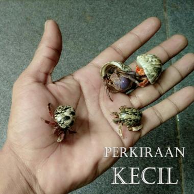kelomang keong umang kumang pompongan mainan edukasi anak umang uman edukasi hewan peliharaan