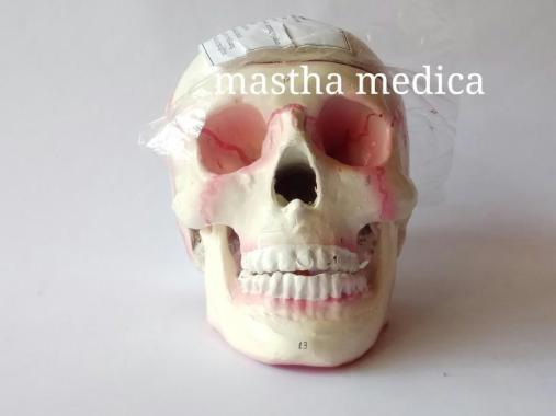 Manekin Torso Anatomi Manusia Model Tengkorak