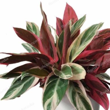 Tanaman Calatea Marantah Bali