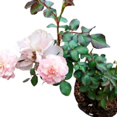 Tanaman Hias Bunga Mawar Import Rosario Full Media Pot Uk 20