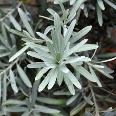 Tanaman Hias Daun Lohansung Blue Ice / Silver