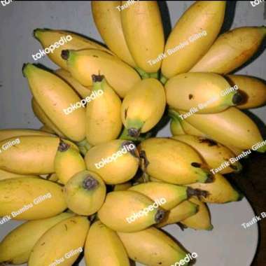 pisang mas 1 tandan