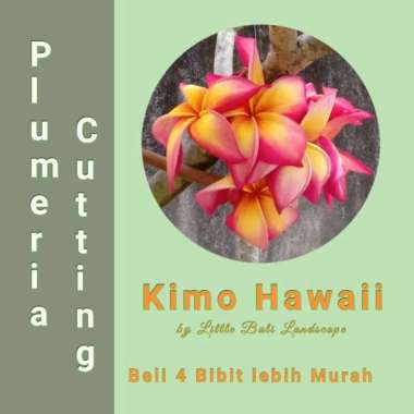 Stek Pohon Kamboja Bali (Plumeria) bunga Kimo Hawai Multivariasi Multicolor