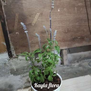 tanaman hias indoor dalam ruangan lavender /tanaman pengusir nyamuk Multivariasi Multicolor