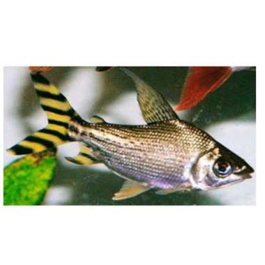 hiasan aquarium ikan yellow flagtail feifeng yff size 15 - 20 cm