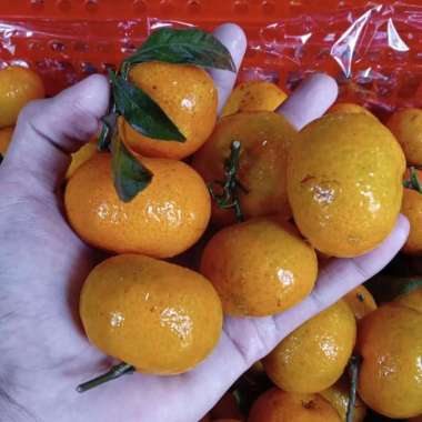 Jeruk Santang Daun