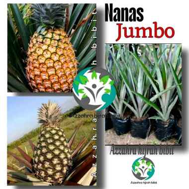 BIBIT TANAMAN NANAS MADU JUMBO/BIBIT TANAMAN NANAS JUMBO/BIBIT NANAS MADU