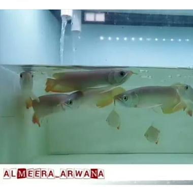 Arwana Arowana Super Red Blood & Chili Red size 18-19 cm