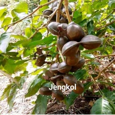 bibit pohon jengkol super
