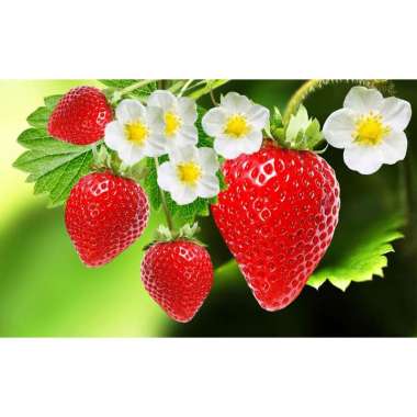 HINDARTO CREAMBATH SALON PROFESIONAL Wangi Aroma Buah Segar Alami 900gr REFILL STRAWBERRY