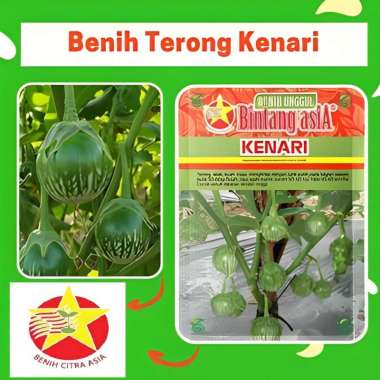 Benih Terong KENARI 10 Gram Cap Bintang Asia PT Benih Citra Asia