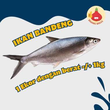 Ikan Bandeng Besar Ukuran 1 Kg Satu Ekor