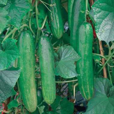 Benih Mentimun Super Unggul 10 benih