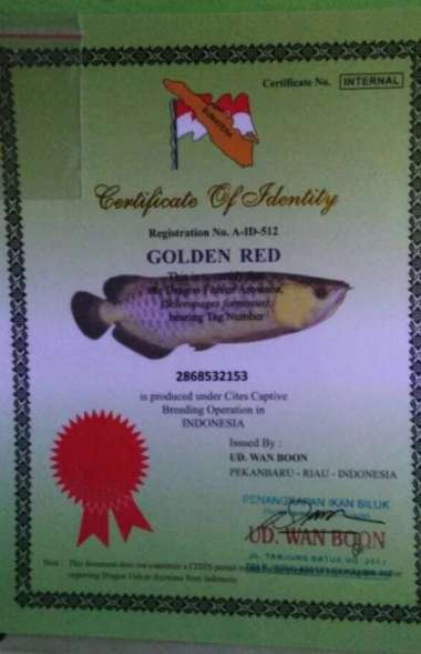 Sertifikat chip serti Arwana golden red / RTG / Red Tail Golden