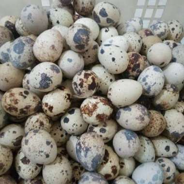DUTA BUAH TELUR PUYUH ( +- 300 GRAM )