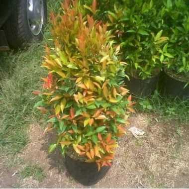 jual tanaman hias/pucuk merah 50 cm murah Multivariasi Multicolor