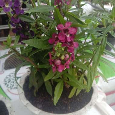 Tanaman hias bunga lavender/bunga pengusir nyamuk plus pot putih kecil Multivariasi Multicolor