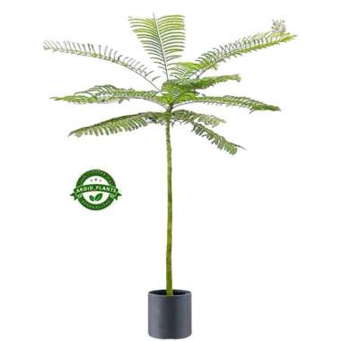 Tanaman Lindung Pohon Pakis Brazil - Solobium Tinggi 100cm