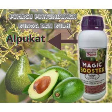 magic booster alpucat alpukat pupuk cair organik pemacu buah dan bunga alpukat