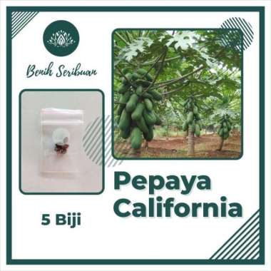 5 Benih Pepaya California F1 Calina IPB - Bibit Buah Kalifornia
