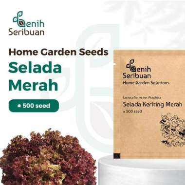 Bibit Selada Merah - Benih Sayuran Premium PREM SELADA MERAH