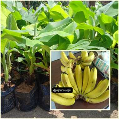 Bibit Tanaman Pisang Cavendish - Bonggol Siap Tanam