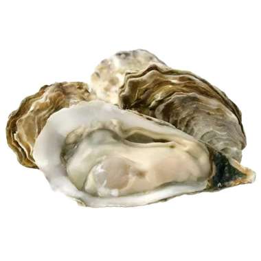 OYSTER