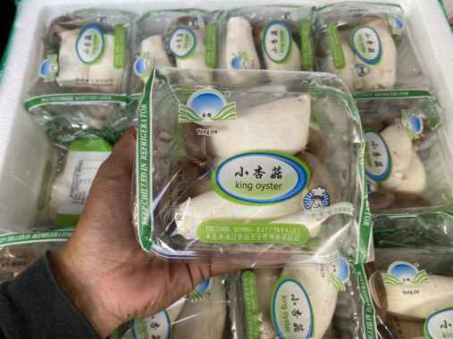 Jamur king oyster fresh Import 1 box