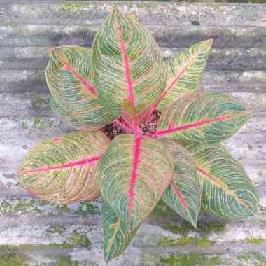 Tanaman Hias Aglonema Dewi Hughes