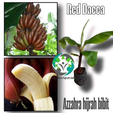 BIBIT PISANG RED DACCA /BIBIT TANAMAN PISANG MERAH