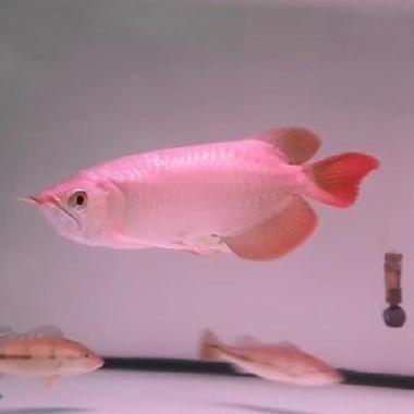 Arwana Arowana Super Red Blood & Chili Red 30 Cm