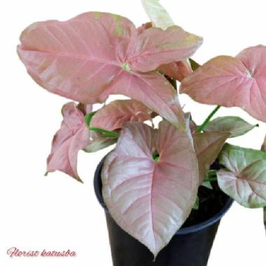 Syngonium Robusta Pink Neon