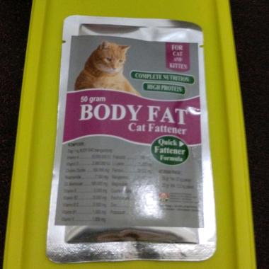 Body Fat Kucing And Kitten
