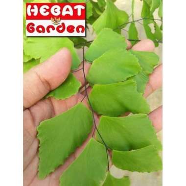 Suplir Daun Besar-Adiantum Peruvianum- Hebat Garden1524 Berkualitas