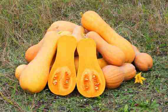 2 Benih Bibit Labu Madu Waluh F1 Pumpkin Butternut Squash