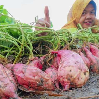 Bibit Ubi Jalar Super