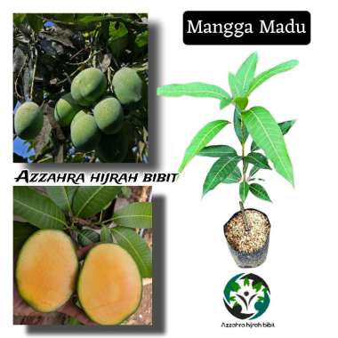 Azzahra hijrah bibit tanaman mangga madu mangga madu asli mangga madu super