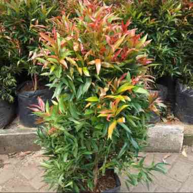 Tanaman Hias Pucuk Merah 50cm Multivariasi Multicolor