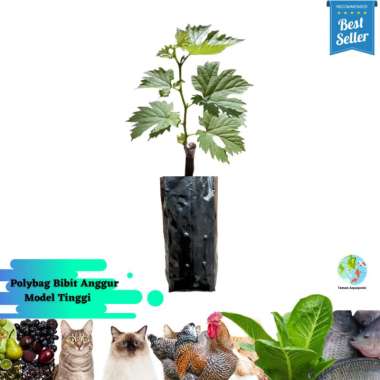 Polybag Bibit Anggur Model Tinggi 1kg