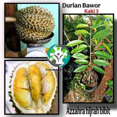 Azzahra hijrah bibit tanaman durian bawor kaki 3/BIBIT DURIAN KAKI 3