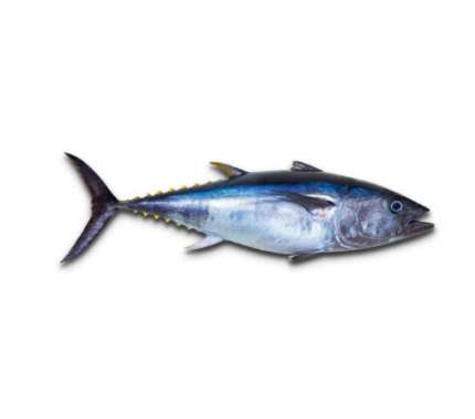 ikan tongkol besar 800gr