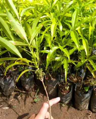 Bibit Tanaman Cendana Putih - bibit kayu cendana - cendana NTT wangi