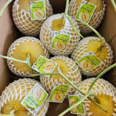Melon Manis Inthanon 1-2 kg
